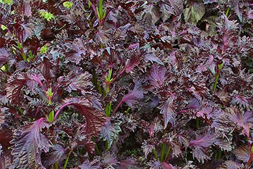 Perilla - Shiso seed