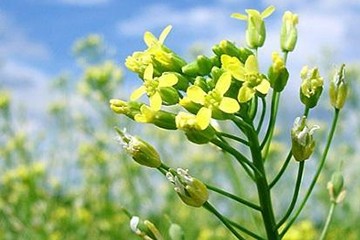 Camelina