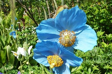 Blue poppy seeds