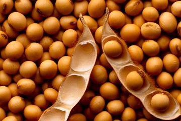 the soybean