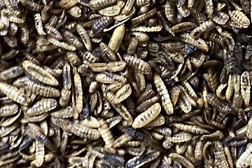 Other applications : black fly larvae
