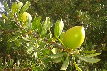 Amandons d'Argan