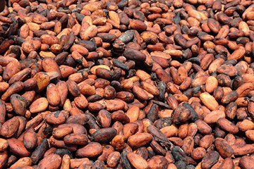 la fève de cacao