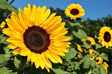 le tournesol